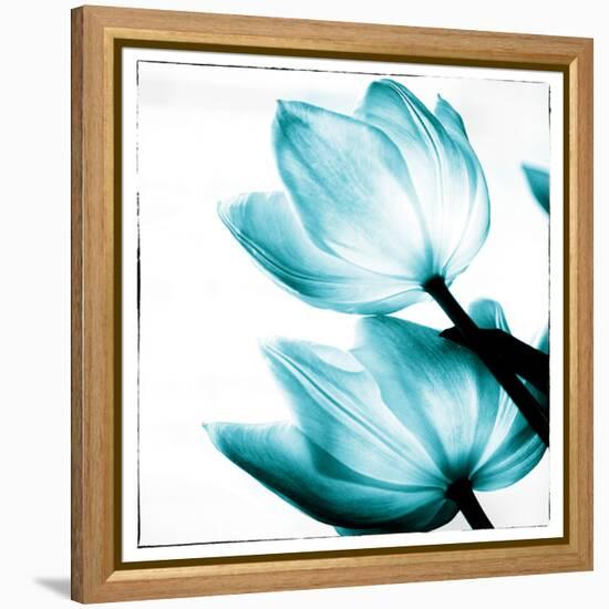 Translucent Tulips II Sq Teal-Debra Van Swearingen-Framed Stretched Canvas