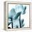 Translucent Tulips III Sq Aqua Crop-Debra Van Swearingen-Framed Stretched Canvas