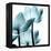 Translucent Tulips III Sq Aqua Crop-Debra Van Swearingen-Framed Stretched Canvas