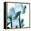 Translucent Tulips III Sq Aqua Crop-Debra Van Swearingen-Framed Stretched Canvas