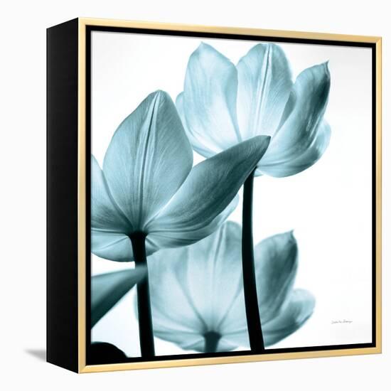 Translucent Tulips III Sq Aqua Crop-Debra Van Swearingen-Framed Stretched Canvas