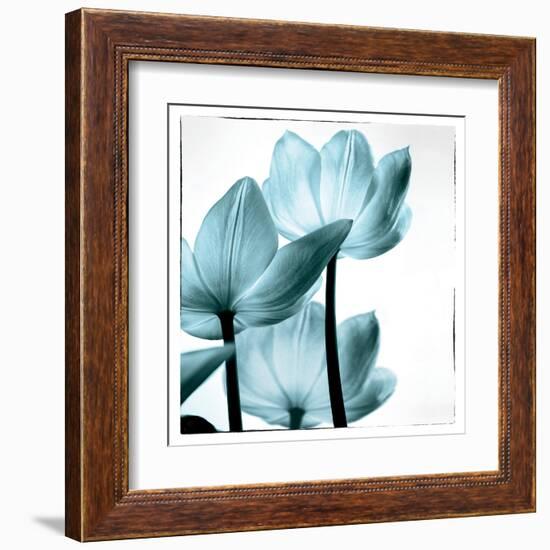 Translucent Tulips III Sq Aqua-Debra Van Swearingen-Framed Art Print