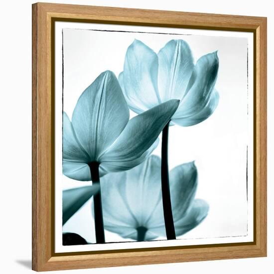 Translucent Tulips III Sq Aqua-Debra Van Swearingen-Framed Stretched Canvas
