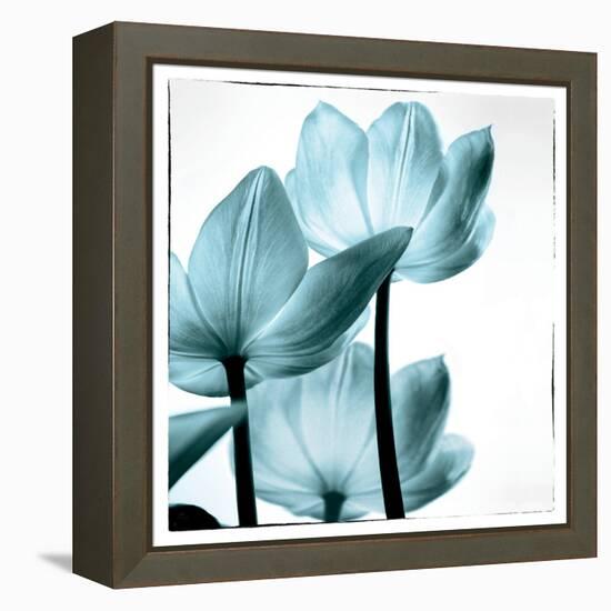 Translucent Tulips III Sq Aqua-Debra Van Swearingen-Framed Stretched Canvas