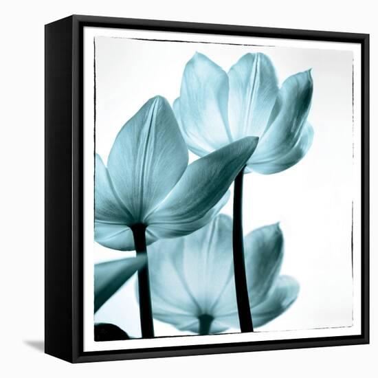 Translucent Tulips III Sq Aqua-Debra Van Swearingen-Framed Stretched Canvas