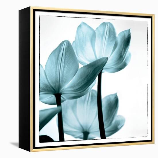 Translucent Tulips III Sq Aqua-Debra Van Swearingen-Framed Stretched Canvas