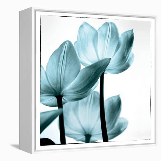 Translucent Tulips III Sq Aqua-Debra Van Swearingen-Framed Stretched Canvas