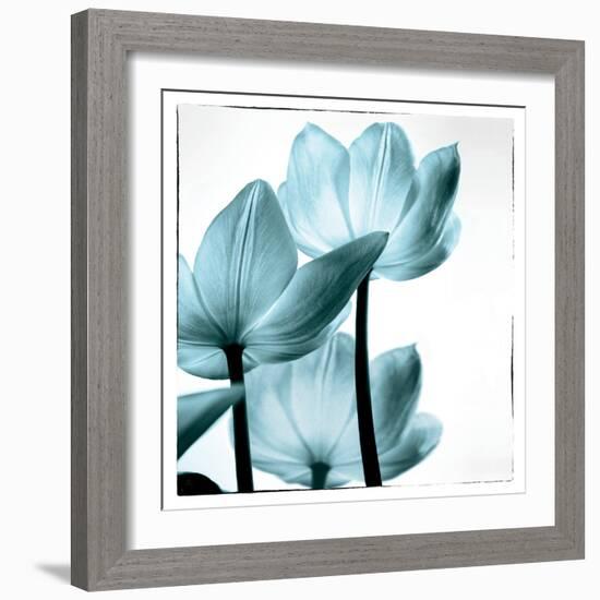Translucent Tulips III Sq Aqua-Debra Van Swearingen-Framed Art Print