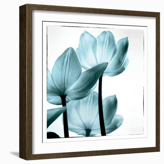 Translucent Tulips III Sq Aqua-Debra Van Swearingen-Framed Art Print