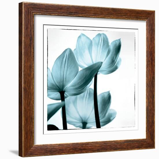 Translucent Tulips III Sq Aqua-Debra Van Swearingen-Framed Art Print