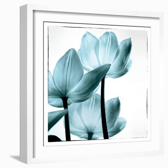 Translucent Tulips III Sq Aqua-Debra Van Swearingen-Framed Art Print