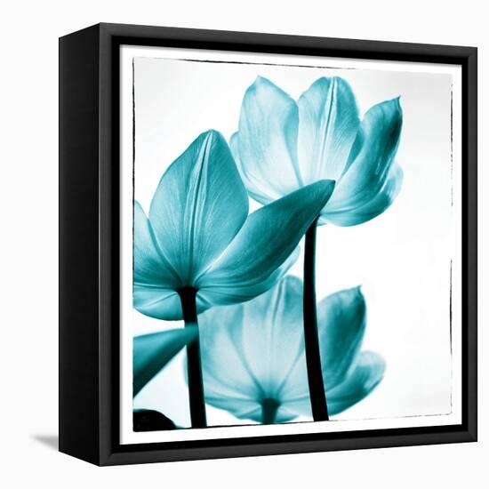 Translucent Tulips III Sq Teal-Debra Van Swearingen-Framed Stretched Canvas