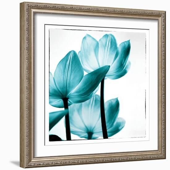 Translucent Tulips III Sq Teal-Debra Van Swearingen-Framed Art Print