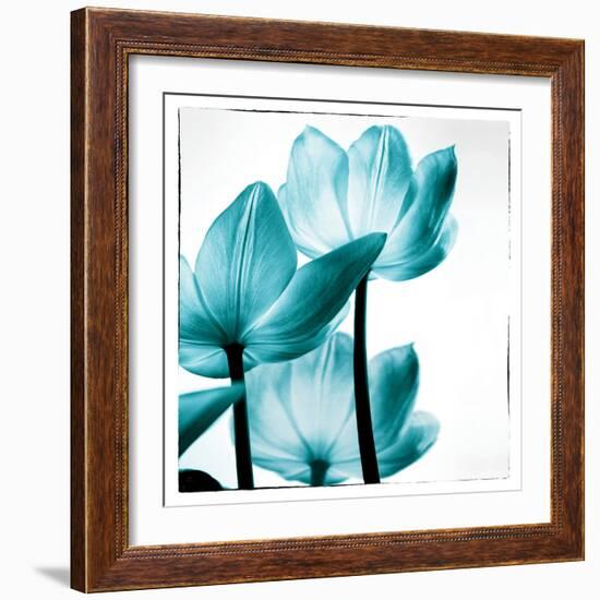 Translucent Tulips III Sq Teal-Debra Van Swearingen-Framed Art Print