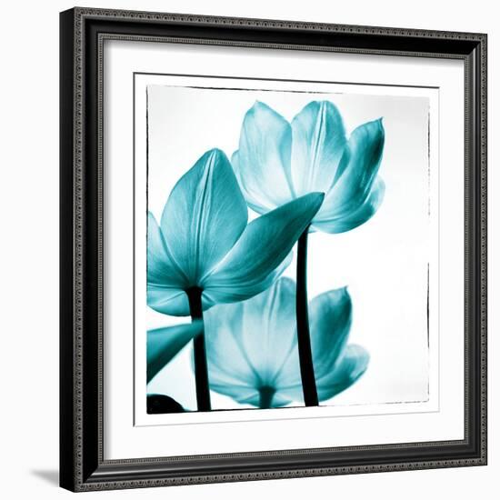 Translucent Tulips III Sq Teal-Debra Van Swearingen-Framed Art Print