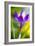 Translucent-Heidi Westum-Framed Photographic Print