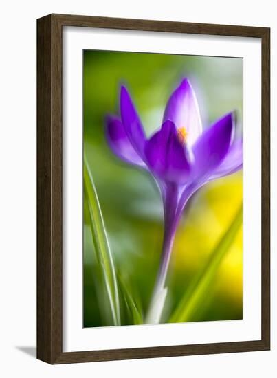 Translucent-Heidi Westum-Framed Photographic Print