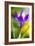 Translucent-Heidi Westum-Framed Photographic Print