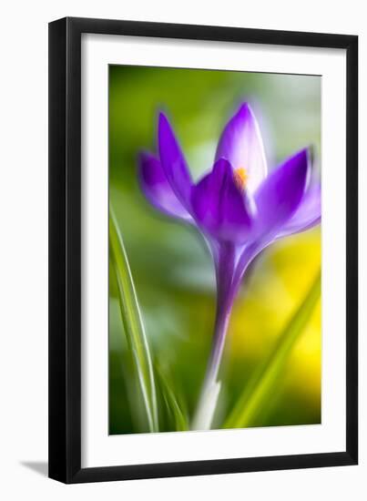 Translucent-Heidi Westum-Framed Photographic Print