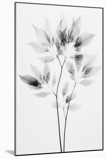 Transparent Botanic No 8-Treechild-Mounted Giclee Print