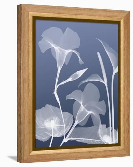 Transparent Flora 4-Albert Koetsier-Framed Stretched Canvas