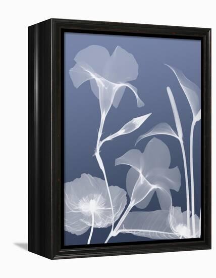 Transparent Flora 4-Albert Koetsier-Framed Stretched Canvas