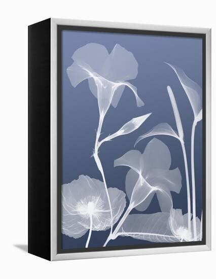 Transparent Flora 4-Albert Koetsier-Framed Stretched Canvas
