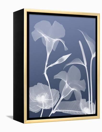 Transparent Flora 4-Albert Koetsier-Framed Stretched Canvas