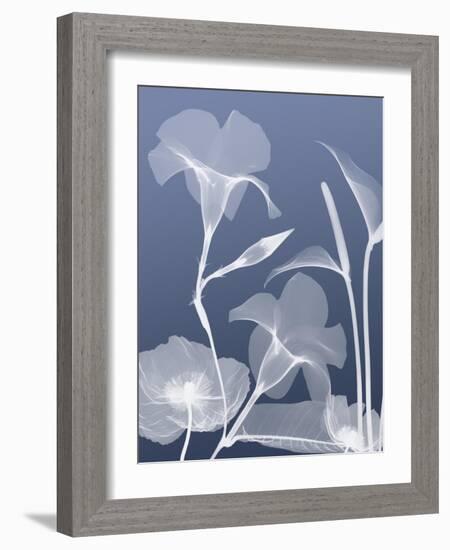 Transparent Flora 4-Albert Koetsier-Framed Art Print