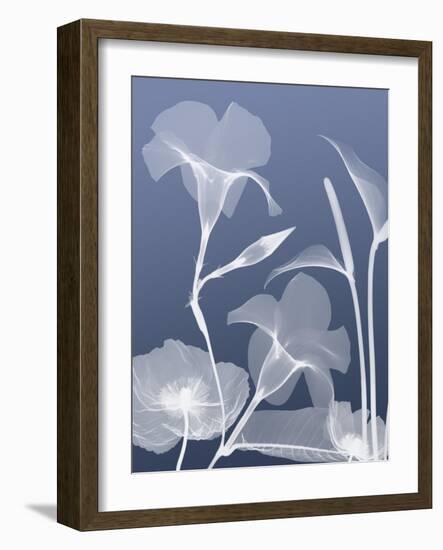 Transparent Flora 4-Albert Koetsier-Framed Art Print