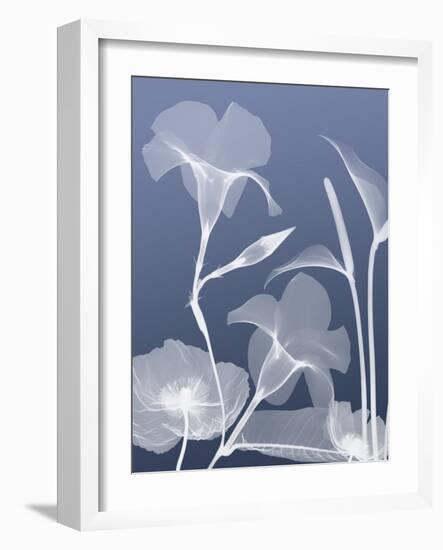 Transparent Flora 4-Albert Koetsier-Framed Art Print