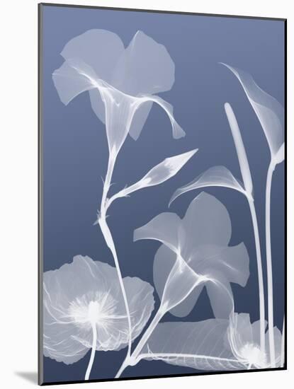 Transparent Flora 4-Albert Koetsier-Mounted Art Print