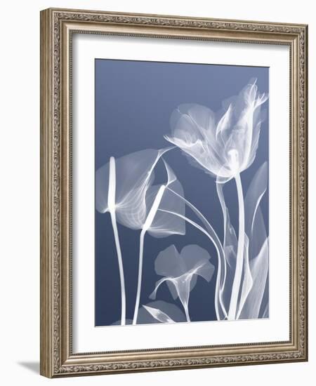 Transparent Flora 5-Albert Koetsier-Framed Art Print