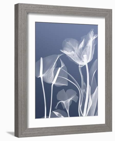 Transparent Flora 5-Albert Koetsier-Framed Art Print