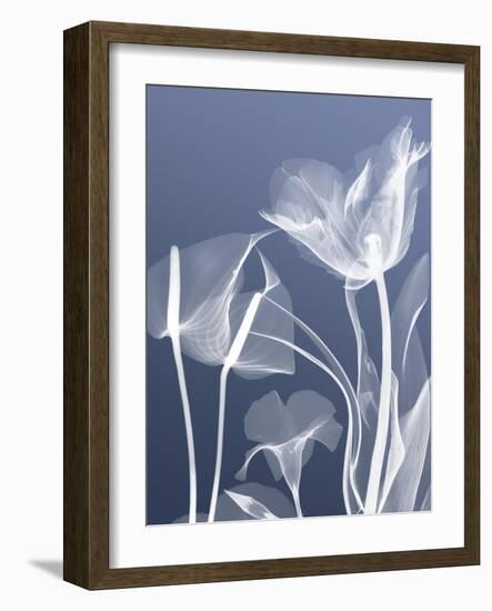 Transparent Flora 5-Albert Koetsier-Framed Art Print