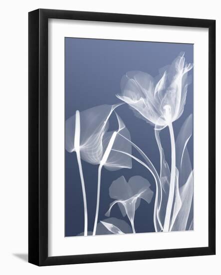 Transparent Flora 5-Albert Koetsier-Framed Art Print