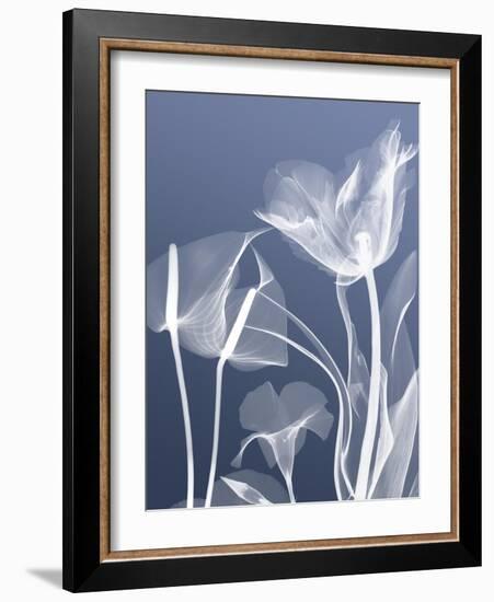 Transparent Flora 5-Albert Koetsier-Framed Art Print