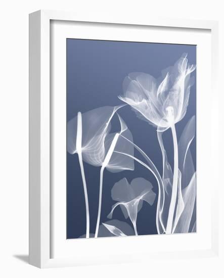 Transparent Flora 5-Albert Koetsier-Framed Art Print