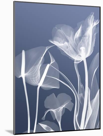 Transparent Flora 5-Albert Koetsier-Mounted Art Print