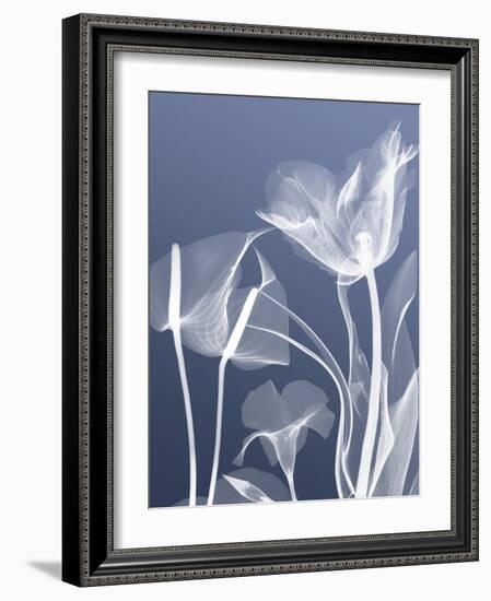 Transparent Flora 5-Albert Koetsier-Framed Art Print