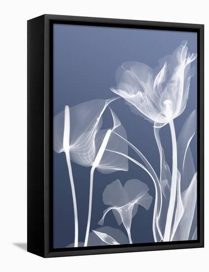 Transparent Flora 5-Albert Koetsier-Framed Stretched Canvas