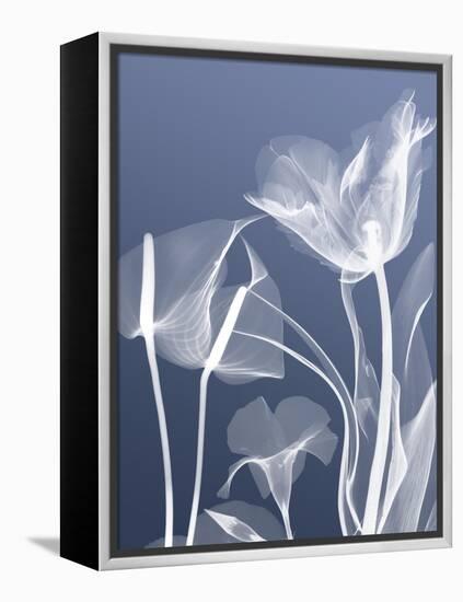 Transparent Flora 5-Albert Koetsier-Framed Stretched Canvas