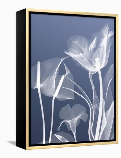 Transparent Flora 5-Albert Koetsier-Framed Stretched Canvas