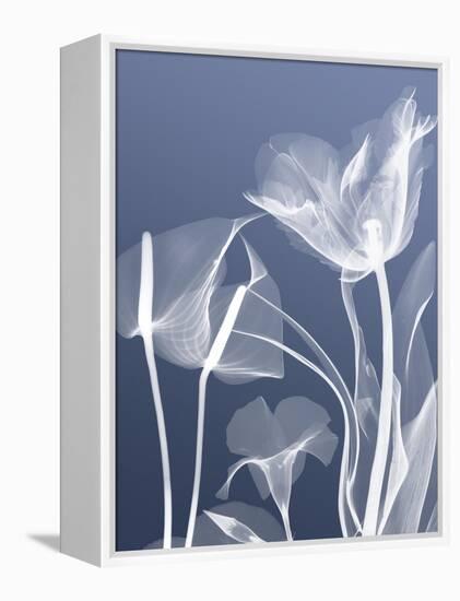 Transparent Flora 5-Albert Koetsier-Framed Stretched Canvas