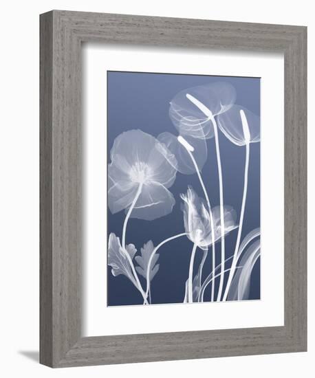 Transparent Flora 6-Albert Koetsier-Framed Art Print