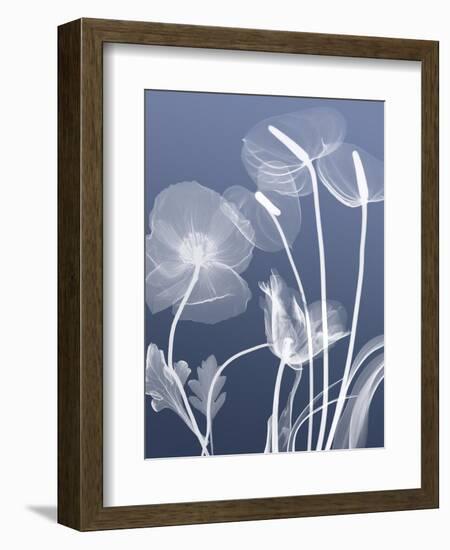 Transparent Flora 6-Albert Koetsier-Framed Art Print