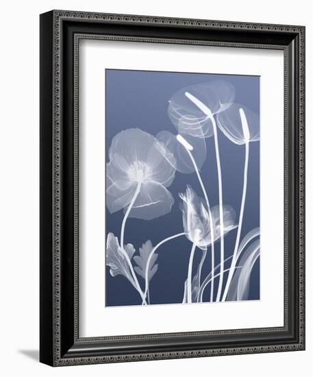 Transparent Flora 6-Albert Koetsier-Framed Art Print