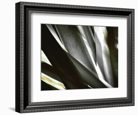 Transparent-Andrew Michaels-Framed Photographic Print