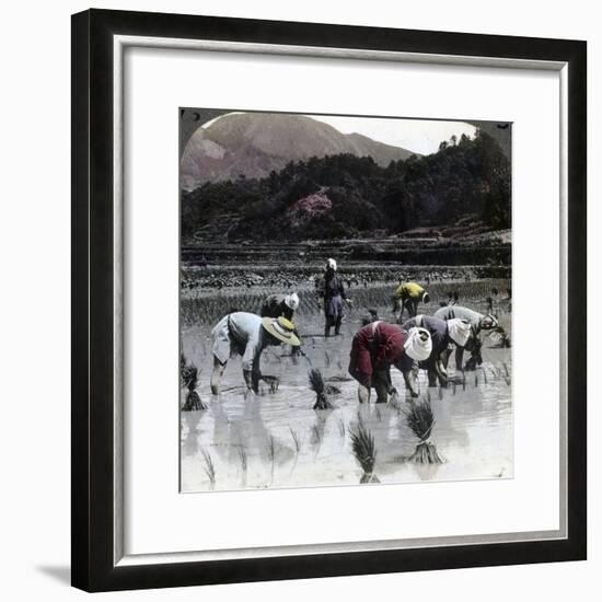 Transplanting Rice in a Paddy Field, Japan, 1904-Underwood & Underwood-Framed Photographic Print