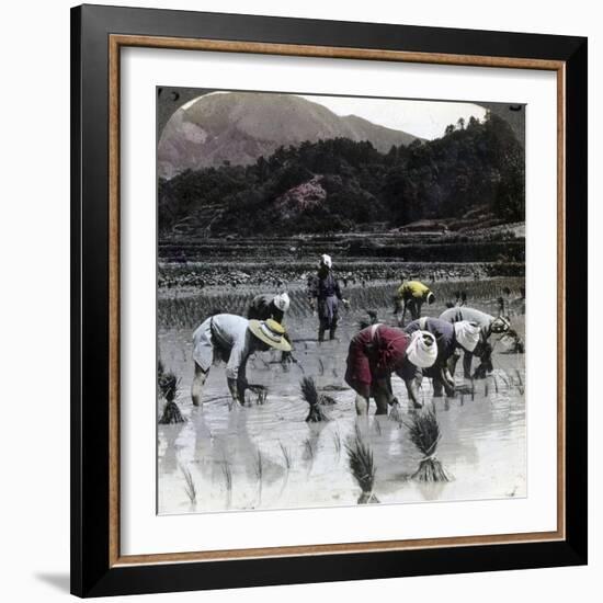 Transplanting Rice in a Paddy Field, Japan, 1904-Underwood & Underwood-Framed Photographic Print